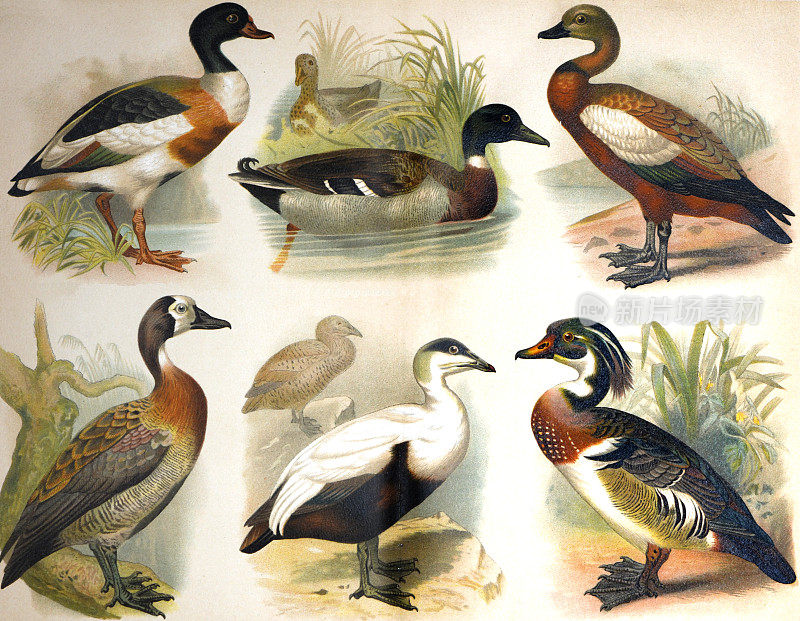 异国情调的手绘鸭子收藏，如卡罗莱纳壳鸭或雄性木鸭或红鸭鸭(Casarca rutila)复古手绘彩色鸭子插图。